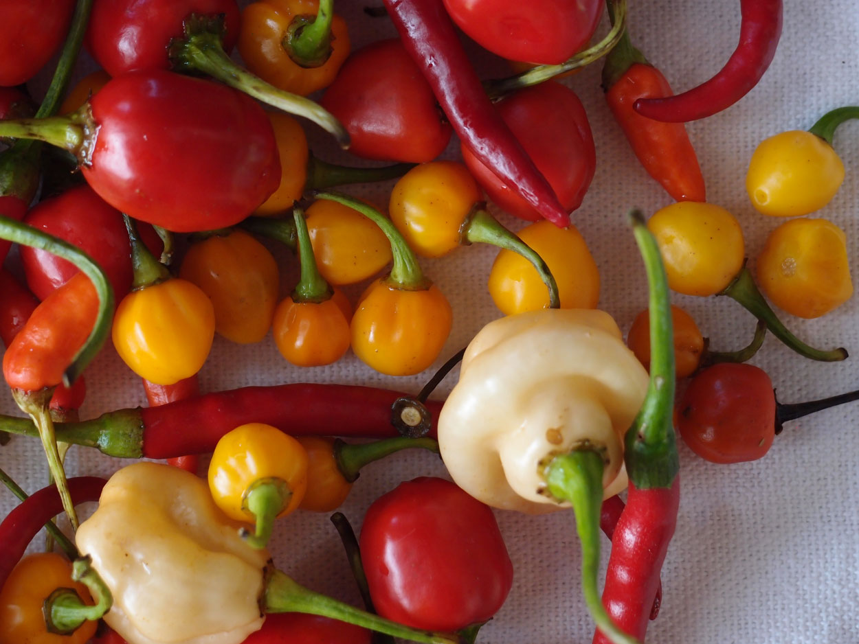 2016-01-26 Pimentas 1 + 2 (Foto)